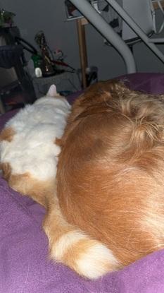 Le chat et le chien