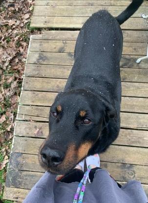 mon chien qui découvre la neige