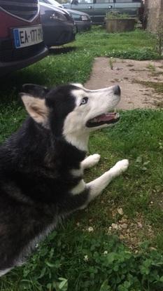le husky d’un de mes anciens voisins qui venaiena la maison squatterst