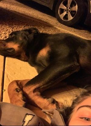 petite sieste nocturne avec mon chien