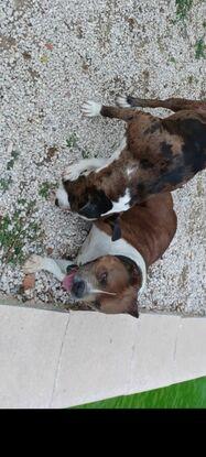 Le chien de mon voisin avec la mienne
