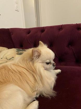 Oscar en détente 🧘‍♂️