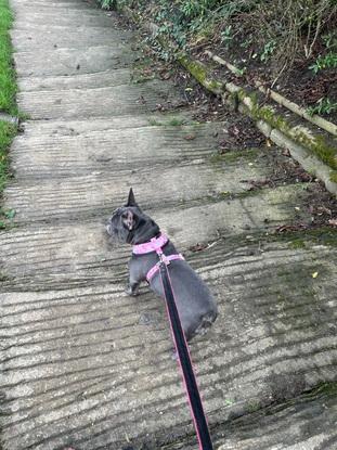 Voici le chien que je promenais 