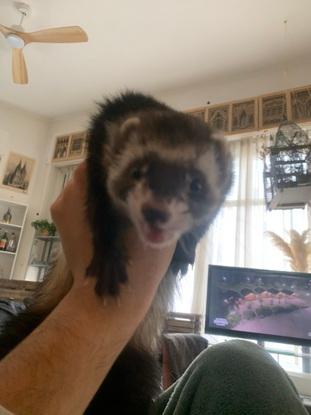 Le furet 