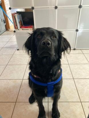 Tika - Labrador x Epagneul breton - 2.5ans