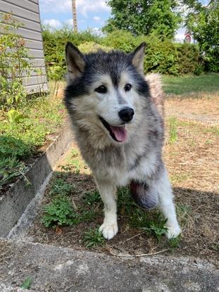 Ficelle - Husky - 14ans