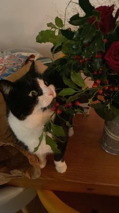 Mon chat