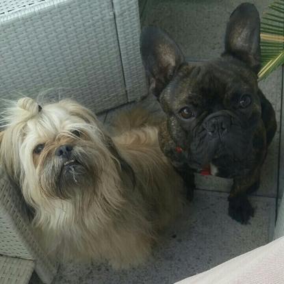 Lord et Loky élus meilleurs pots de colle de l'année !!!! :-) 