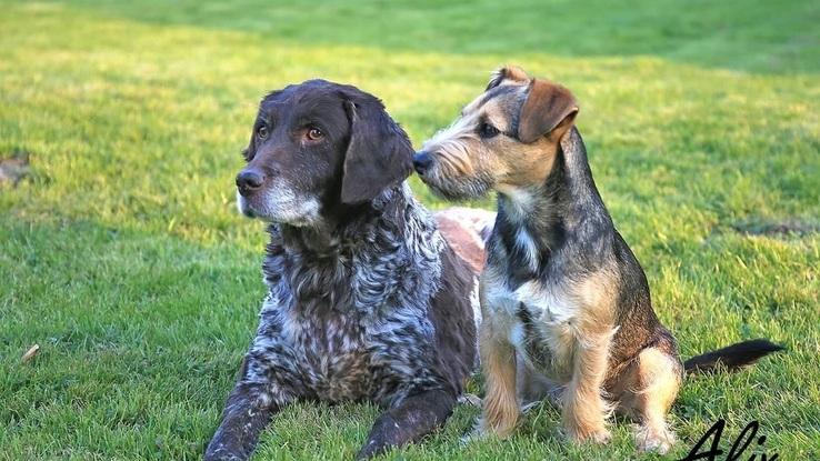 Les chiens de mon père que je garde souvent 