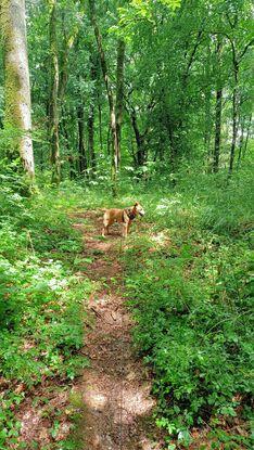 Jun en balade en forêt 🐾🌲