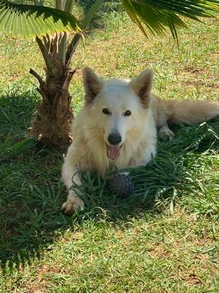 C’est Lenker, mon précédent chien. Il est resté à la maison familiale car je n’ai pas de jardin.   