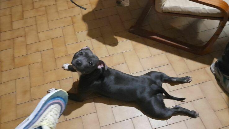 Swann, la petite staffie qui aime se traîner sur le ventre et ronger les cordons de sac 🐶