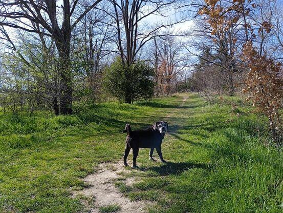Promenade avec le chien d'une amie