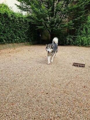 **La vie est meilleure avec un "Malamute de l"Alaska" nommé  « Light »**