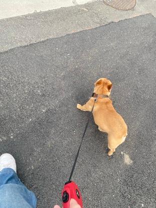 Voici Taida le chien de ma soeur