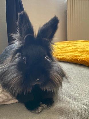 Voici Belle mon lapin je n’ai pas de chien 