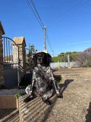 Orna, la chienne de mes parents