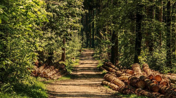 Forêt proche de mon domicile 