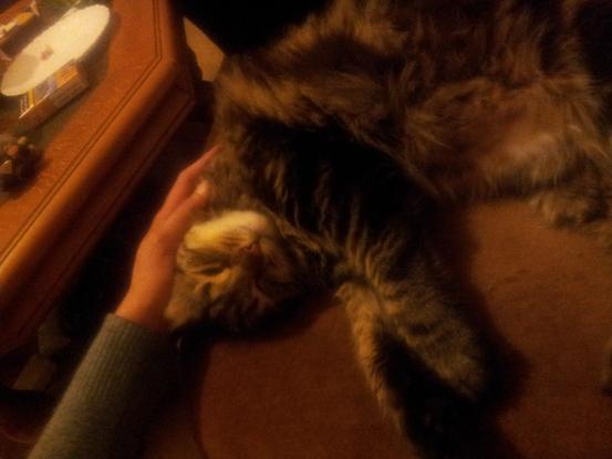 Voici Simba, un chat dont je m'occupe de temps en temps.