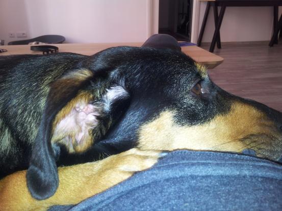 Voici Pato, un chien que j'ai promené pendant quelques mois.