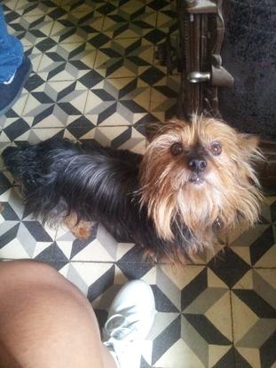 Voici Bounty, le chien de mon grand père dont je m'occupe régulièrement.