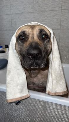 Kiara après la douche