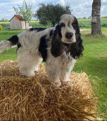 Mon chien dans notre jardin 😎