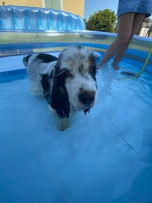 Quand il fait chaud une baignade !  