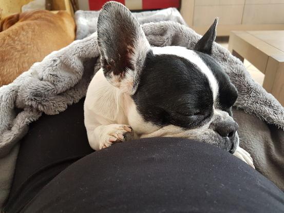 Un câlin sur le bidon de maman car elle attend un bébé 