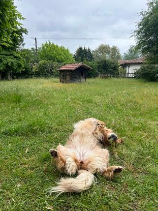 Over dans le jardin