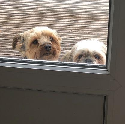 Daisy et Lulu, toujours prêts pour faire des bêtises