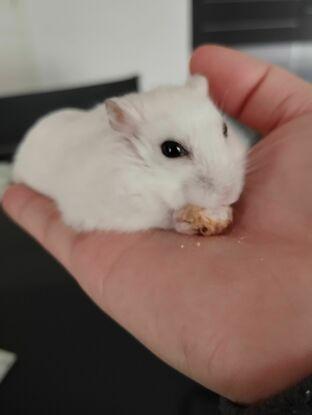 Sushi (mon hamster nain russe)