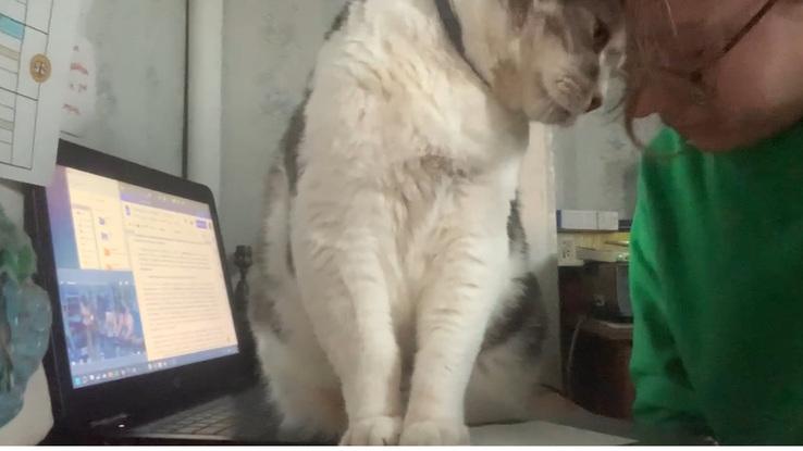 Bayard, mon chat