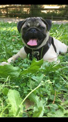 Pookie au parc