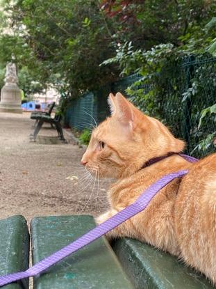 Petit Rafa en balade à Paris