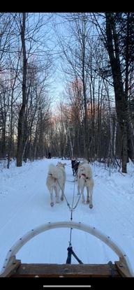 Chien de traîneau au Canada !