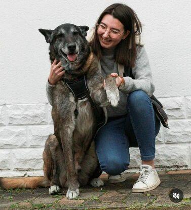 Jeck, malinois de 10ans réactif