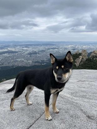 Journée avec un chien errant sur le plus haut montage de Corée du Sud