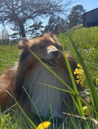 Ndiego, le chien d’une amie