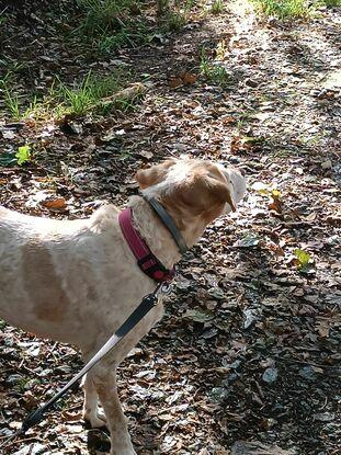 Moumouth(chienne de 13 ans) en ballade 