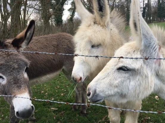 Ils auront l’occasion de croiser des copains s’ils m’accompagnent voir ma famille à la campagne en dehors de Lyon 