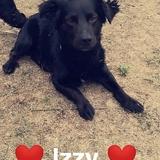 Izzy  avatar