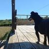 Mina: Dog sitter à Quimper 
