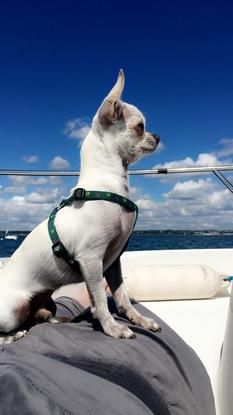 Mon chien en bateau 