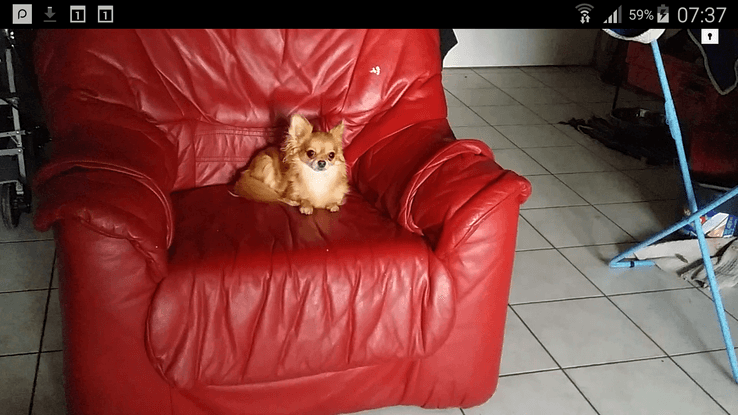 IBYZA une chihuahua adorable, 3 kg d´amour 