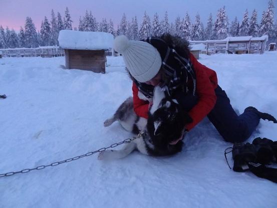 En Laponie, avec un Husky