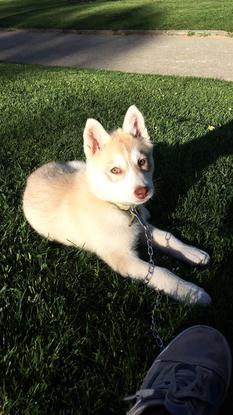 Ma chienne Yuki un Husky de Sibérie 