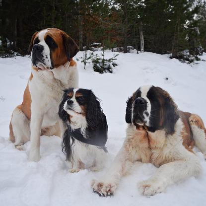 Mes 3 chiens: Hurricane, Myrtille et Hopale aux MontAigoual. 
