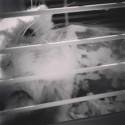 Teemo (Hamster russe, à vécu 3 ans)