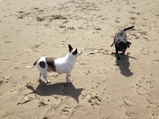 Tango fait découvrir la plage à Otis
